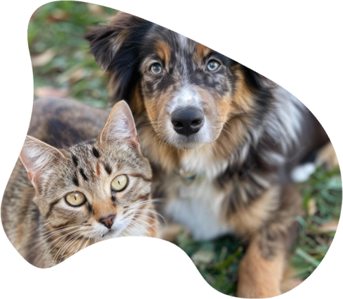 chien et chat