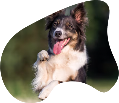 chien